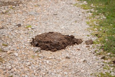 Bir yığın inek pisliği yolda