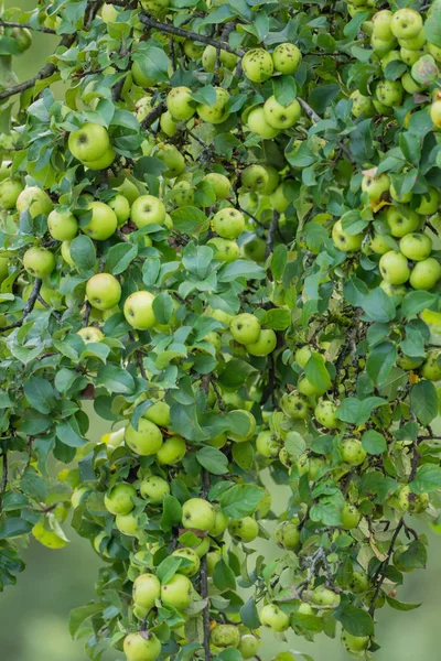Gren Som Full Mogna Gröna Äpplen — Stockfoto
