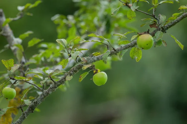 Een Tak Die Vol Met Rijpe Groene Appels — Stockfoto