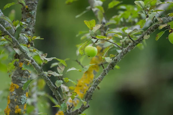 Een Tak Die Vol Met Rijpe Groene Appels — Stockfoto