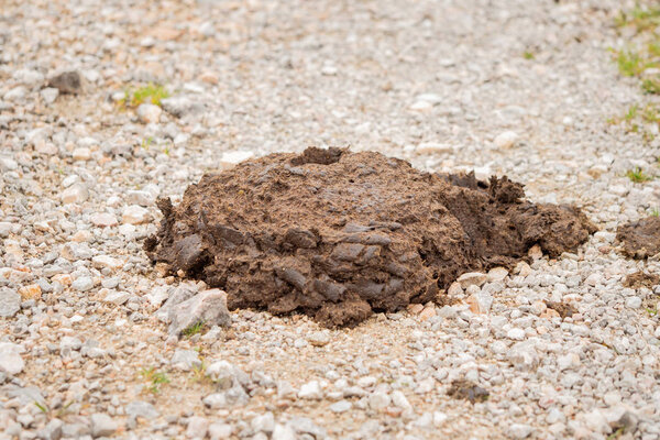 A heap of cow dung on the way