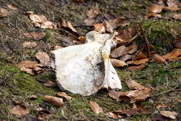 褪色的骨头躺在秋天的树叶上 — 图库照片