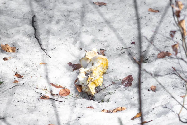 Wyblakłe Kości Leży Śniegu Zimie — Zdjęcie stockowe