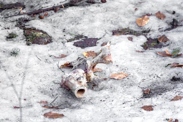 褪色的骨头躺在雪地里 — 图库照片