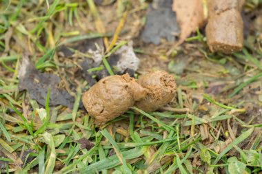 Yeşil çayır üzerinde bir köpek dışkı