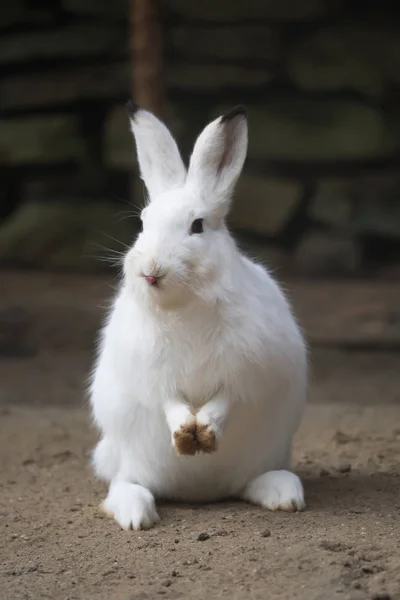 一只白兔看着相机 — 图库照片
