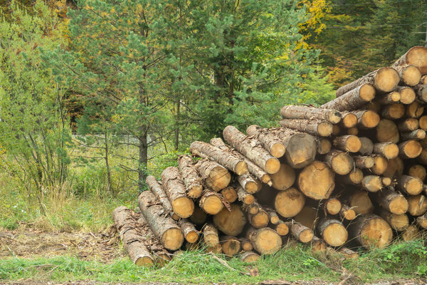 Stacked logs of wood lie ready in a heap