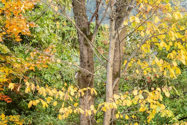 Stromy Keře Krásné Podzimní Barvy — Stock fotografie