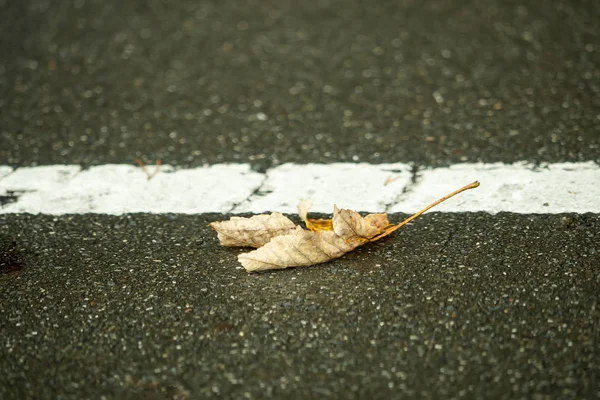 Een Enkele Verdorde Blad Ligt Aan Weg — Stockfoto