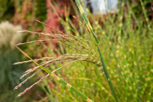 Plante Fine Avec Gouttes Pluie — Photo