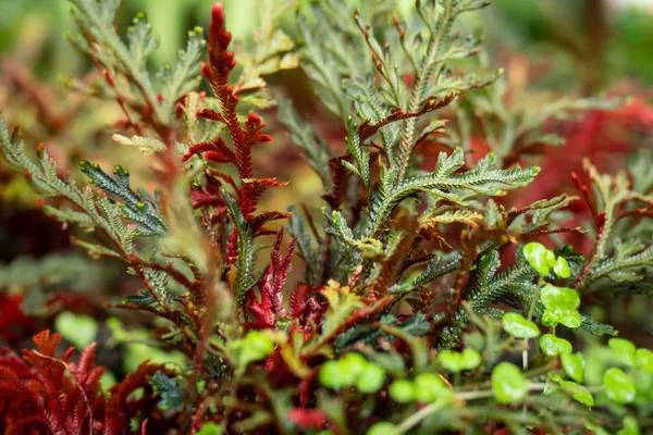 Fine plant , green and red colored