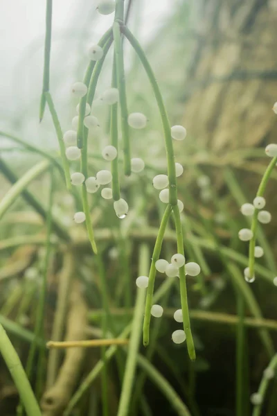 Egy Növény Közelsége Kis Fehér Kerek Virágokkal — Stock Fotó