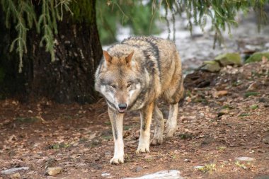 Hayvanat bahçesinde sonbahar ya da kış kurt