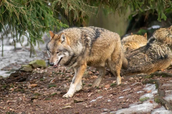 秋や冬の動物園のオオカミ — ストック写真