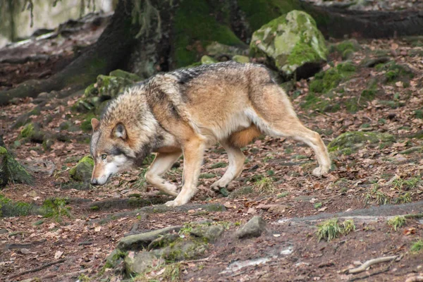 Állatkert Ősszel Vagy Télen Wolves — Stock Fotó