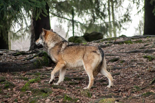 Wilki Zoo Jesienią Lub Zimą — Zdjęcie stockowe