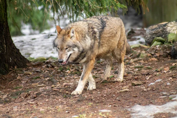 Állatkert Ősszel Vagy Télen Wolves — Stock Fotó