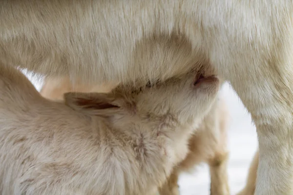 小さな山羊は母親からミルクを吸う — ストック写真