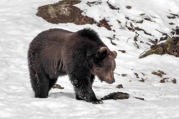 Urso Grande Está Correndo Pela Neve — Fotografia de Stock