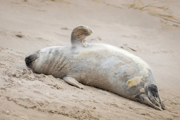 Phoque Gris Trouve Sur Plage Helgoland — Photo