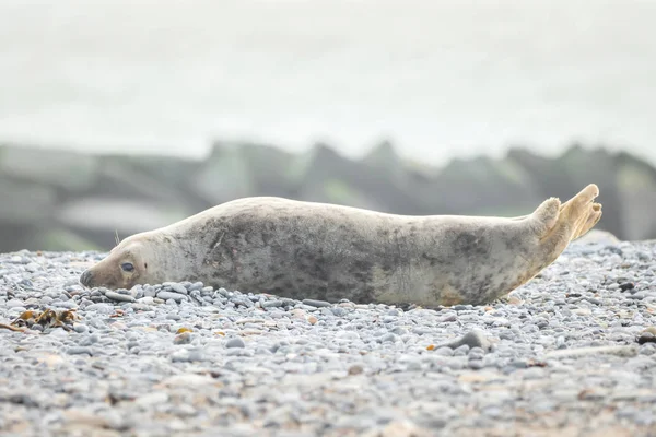 Eine Kegelrobbe Liegt Strand Von Helgoland — Stockfoto