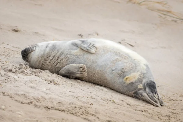 Phoque Gris Trouve Sur Plage Helgoland — Photo