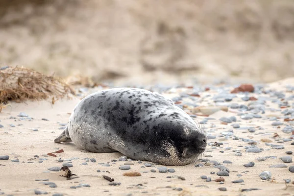 Um selo cinza fica na praia em Helgoland — Fotografia de Stock