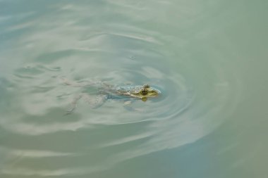 Suda oturan bir kurbağanın yakın çekimi.