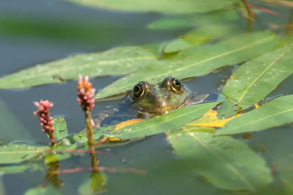 水の中に座っているカエルのクローズアップ — ストック写真
