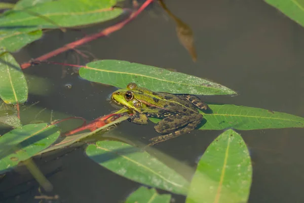 Nahaufnahme Eines Wasser Sitzenden Frosches — Stockfoto
