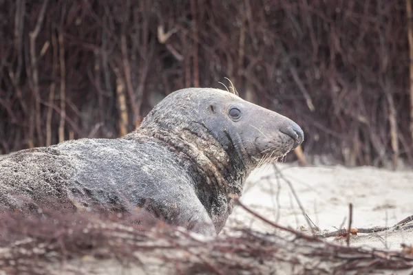 Selo Cinza Fica Praia Helgoland — Fotografia de Stock