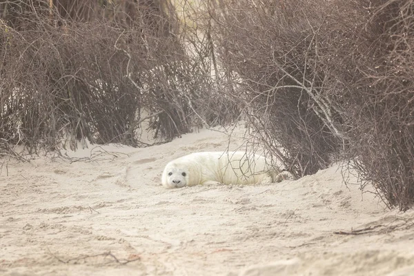 Selo Cinza Fica Praia Helgoland — Fotografia de Stock