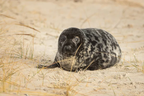 黑尔戈兰海滩上躺着一只灰色的海豹 — 图库照片