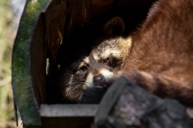 Bir rakun doğrudan kameraya bakar.