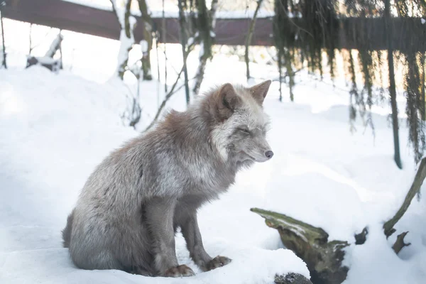 雪地里的一只美丽的棕榈狐狸 — 图库照片