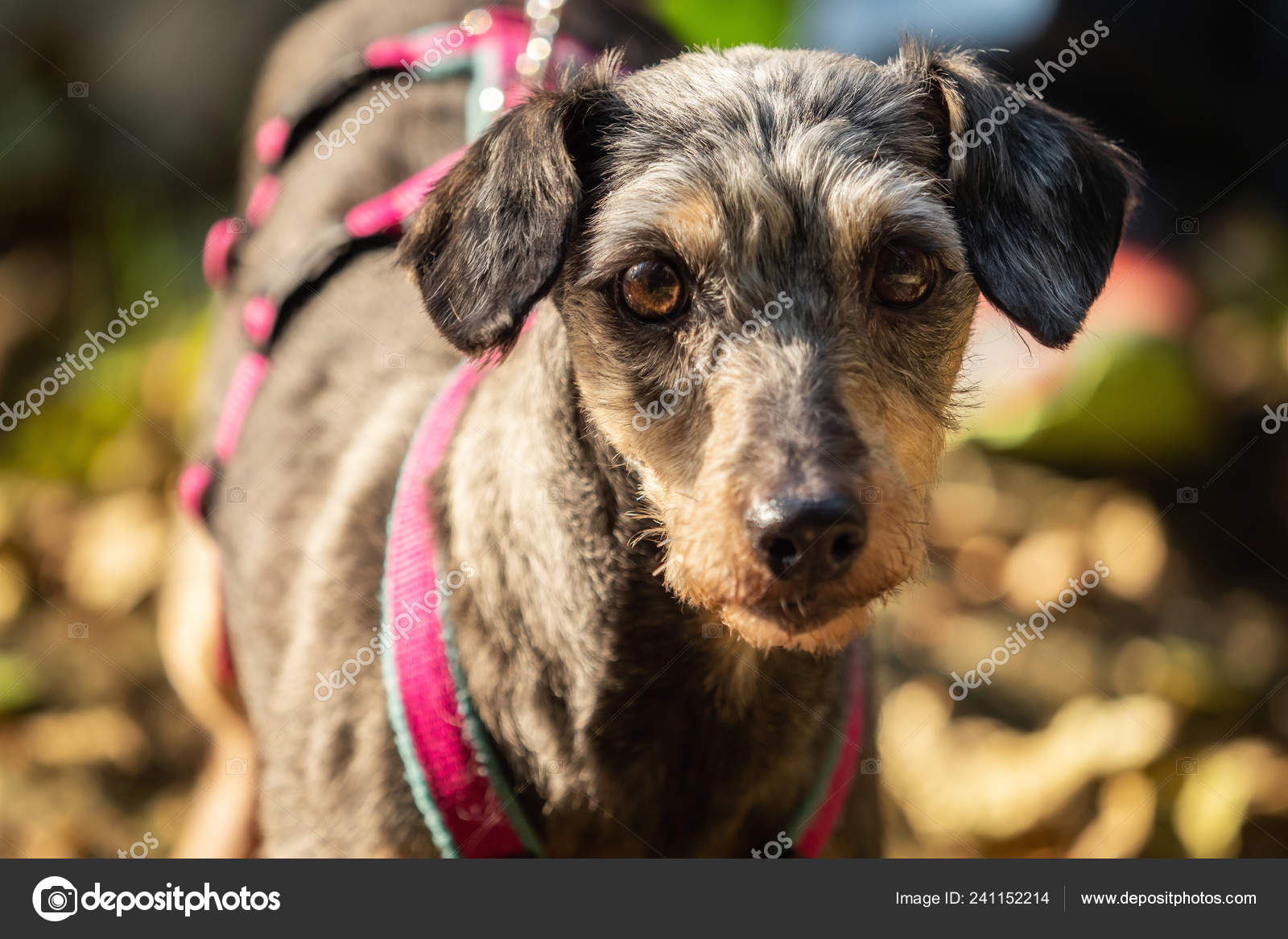 Little Terrier Mixed Breed Short Hair Stock Photo