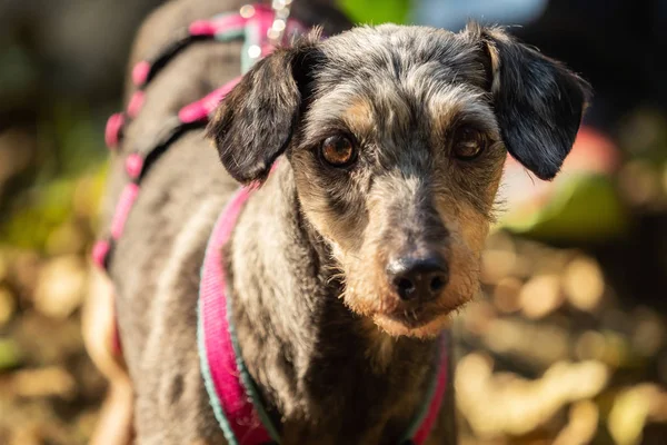 Terrier mix sales short hair
