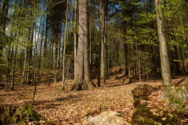 Landskapsbild Från Nationalparken Bayern — Stockfoto