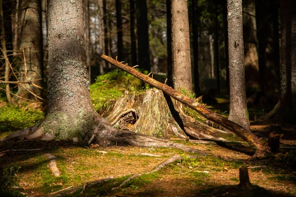 Landskapsbild Från Nationalparken Bayern — Stockfoto