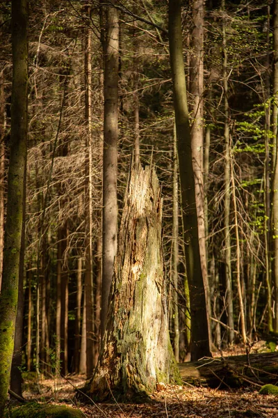 Landskapsbild Från Nationalparken Bayern — Stockfoto