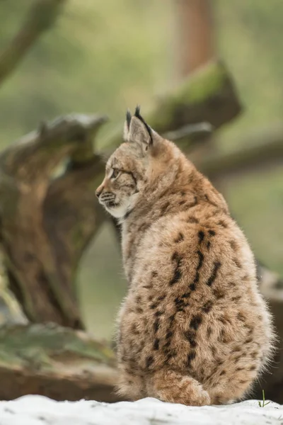 一只年轻的山猫在森林里小心翼翼 — 图库照片