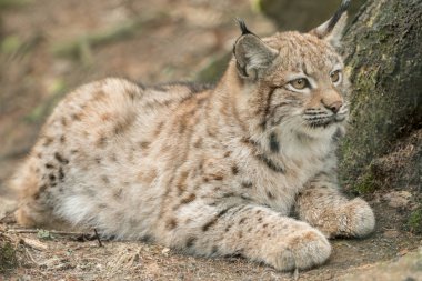 Genç bir vaşak dikkatle ormanda.