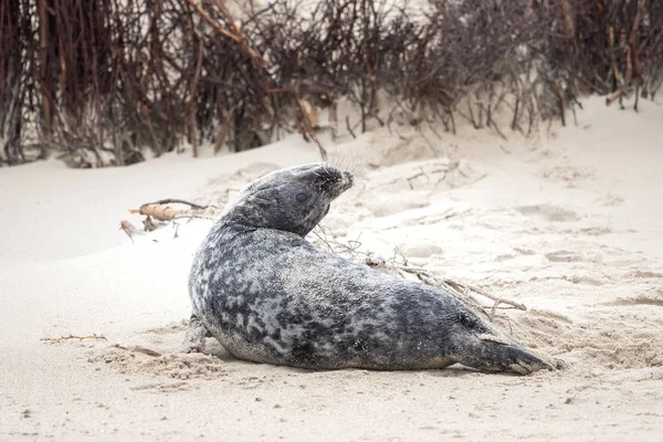 Selo Cinza Fica Praia Helgoland — Fotografia de Stock