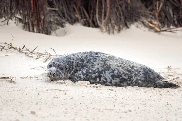 Selo Cinza Fica Praia Helgoland — Fotografia de Stock