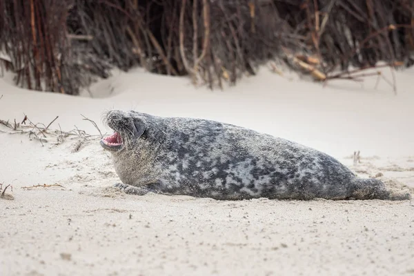 Selo Cinza Fica Praia Helgoland — Fotografia de Stock