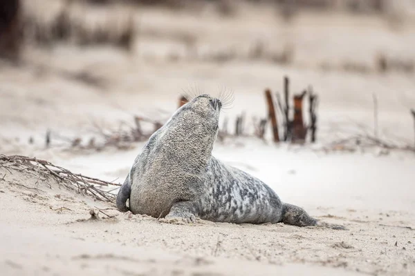 Selo Cinza Fica Praia Helgoland — Fotografia de Stock