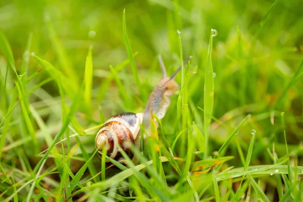 Vineyard Snail Grass Water Drops — Stock Photo, Image