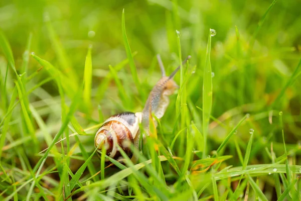 Caracol Viñedo Hierba Con Gotas Agua —  Fotos de Stock