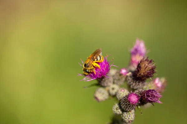 Bee Full Pollen Flower — Stock Photo, Image