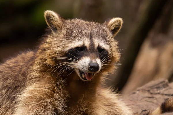 Raccoon Looks Straight Camera — Stock Photo, Image